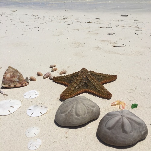 sand dollars in eleuthera